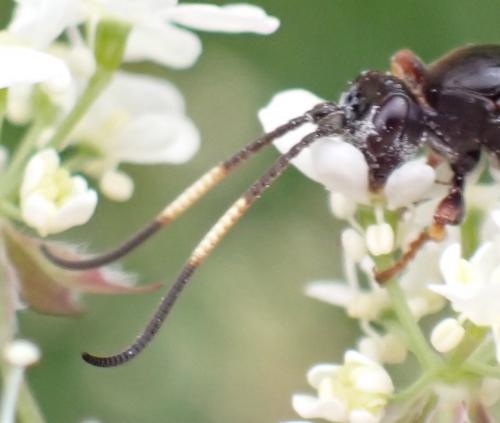 Ichneumon suspiciosus
